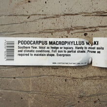 Load image into Gallery viewer, PODOCARPUS MACROPHYLLUS MAKI
