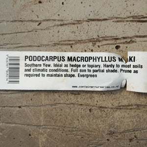PODOCARPUS MACROPHYLLUS MAKI