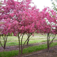 Load image into Gallery viewer, CRABAPPLE MALUS PROFUSION PB28
