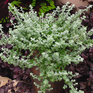 HELICHRYSUM SILVER MIST 14CM