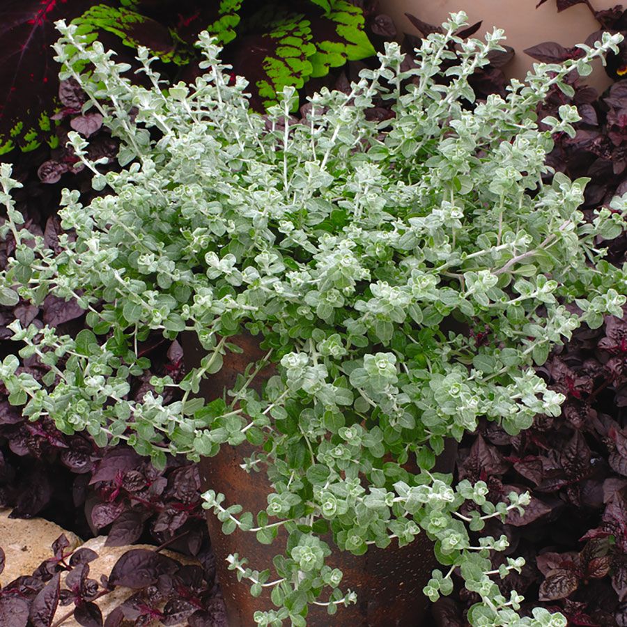 HELICHRYSUM SILVER MIST 14CM