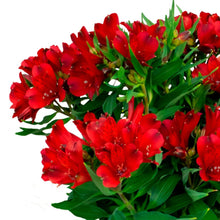 Load image into Gallery viewer, ALSTROEMERIA INCA AMSTERDAM 14CM
