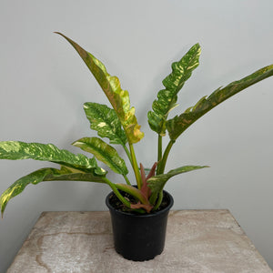 PHILODENDRON RING OF FIRE 14CM