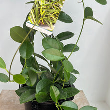 Load image into Gallery viewer, HOYA AUSTRALIS 17.5CM
