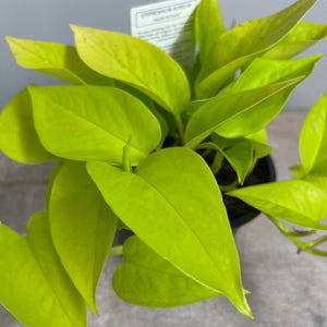 EPIPREMNUM NEON 12CM