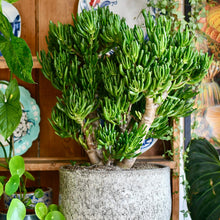 Load image into Gallery viewer, CRASSULA OVATA HOBBIT 1.3L
