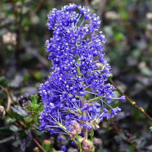 Load image into Gallery viewer, CEANOTHUS BLUE SAPPHIRE 3.3L
