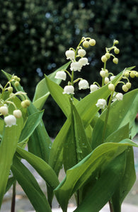 CONVALLARIA MAJALIS LILY OF THE VALLEY 1.0L