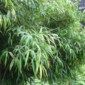 FARGESIA NITIDA CHINESE FOUNTAIN BAMBOO 3.3L