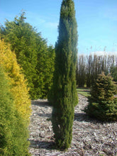 Load image into Gallery viewer, CUPRESSUS SEMPERVIRENS TOTEM 2.5L
