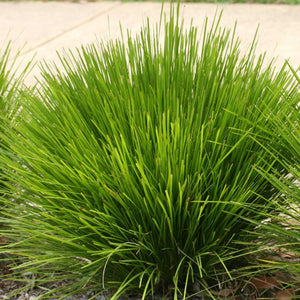 LOMANDRA LIME WAVE 2.0L