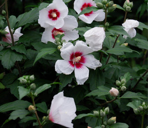 HIBISCUS SYRIACUS RED HEART 8.5L