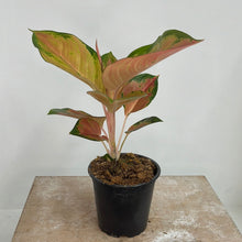 Load image into Gallery viewer, AGLAONEMA SPITFIRE 12CM
