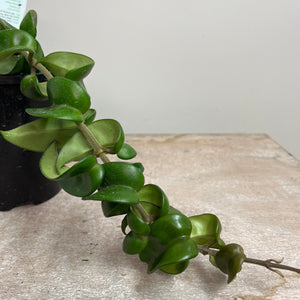 HOYA HINDU ROPE 12CM