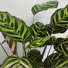 Load image into Gallery viewer, CALATHEA MAKOYANA 17CM
