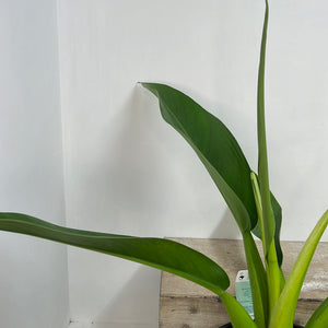 PHILODENDRON FATBOY 20CM