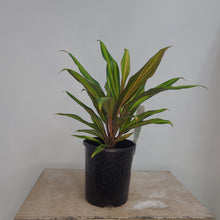 Load image into Gallery viewer, CORDYLINE CELESTIAL DAWN 12CM
