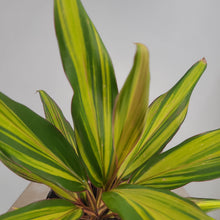 Load image into Gallery viewer, CORDYLINE CELESTIAL DAWN 12CM

