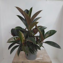 Load image into Gallery viewer, FICUS MELANY 15CM
