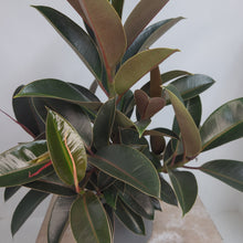 Load image into Gallery viewer, FICUS MELANY 15CM
