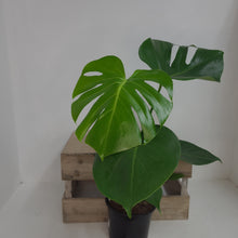 Load image into Gallery viewer, MONSTERA DELICOSA 14CM
