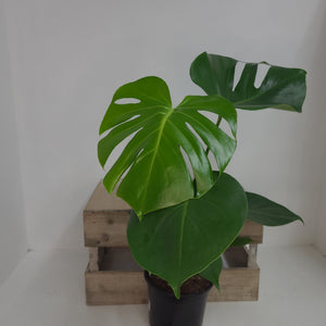 MONSTERA DELICOSA 14CM