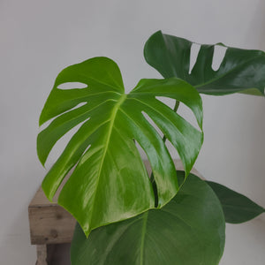 MONSTERA DELICOSA 14CM