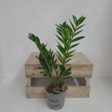 Load image into Gallery viewer, ZAMIOCULCAS ZAMIFOLIA 12CM
