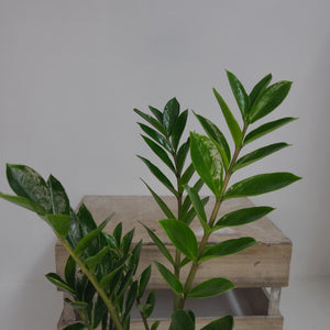 ZAMIOCULCAS ZAMIFOLIA 12CM