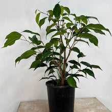 Load image into Gallery viewer, FICUS EVERGREEN 12CM
