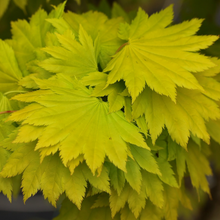 Load image into Gallery viewer, ACER SHIRASAWANUM AUREUM TOPIARY GRADE
