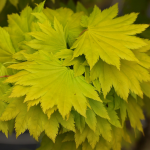 ACER SHIRASAWANUM AUREUM TOPIARY GRADE