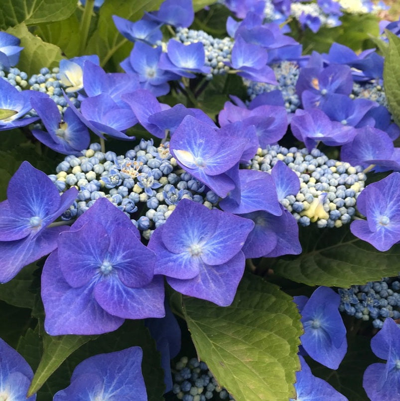 HYDRANGEA MACROPHYLLA NIGHTINGALE 4.0L