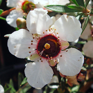 LEPTOSPERMUM WIRI SUSAN 4.0L