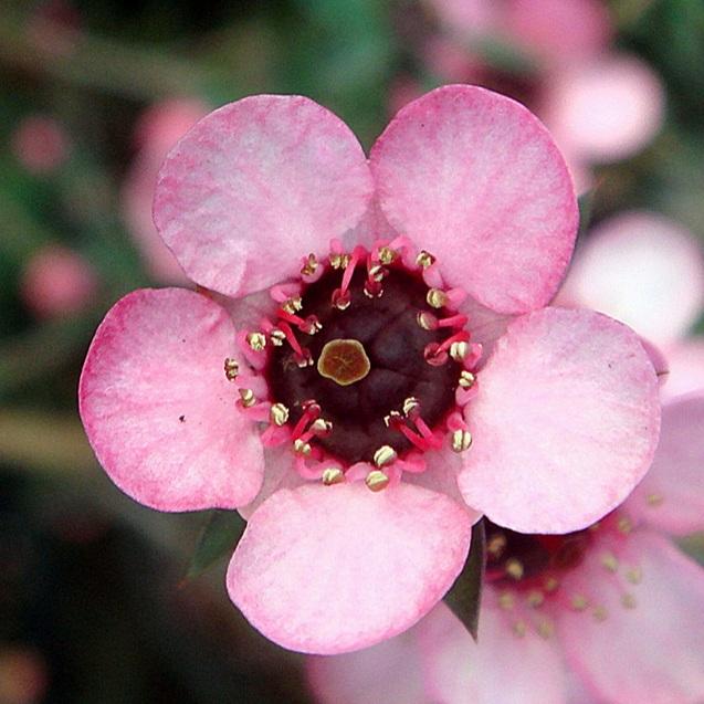 LEPTOSPERMUM WIRI SHELLY 1.5L