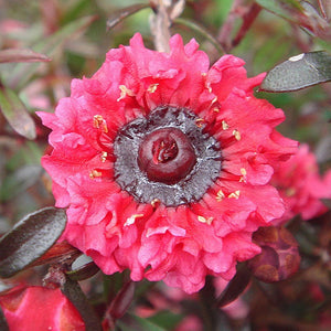 LEPTOSPERMUM WIRI KERRY 1.5L