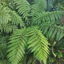 Load image into Gallery viewer, CYATHEA DEALBATA SILVER FERN 3.3L
