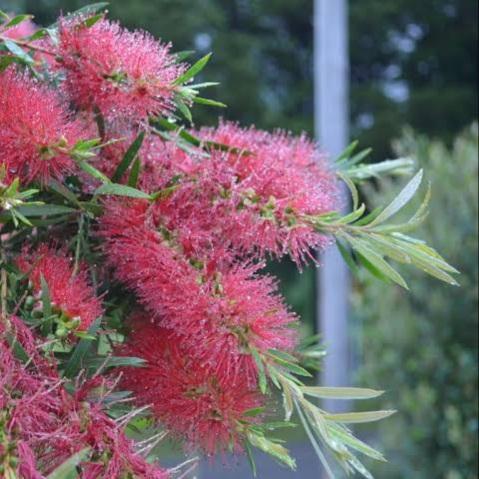 CALLISTEMON KINGS PARK SPECIAL PB6