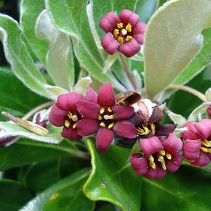 PITTOSPORUM CRASSIFOLIUM STEPHENS ISLAND KARO 6.0L