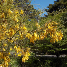 Load image into Gallery viewer, SOPHORA MICROPHYLLA KOWHAI 8.0L
