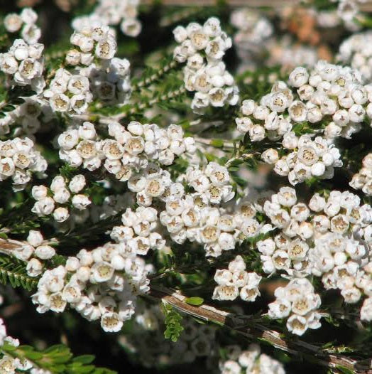 THRYPTOMENE SUPER NOVA 2.5L