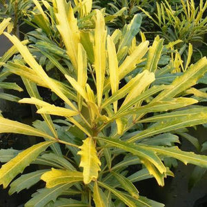 PSEUDOPANAX LESSONII GOLD FINGER 3.3L