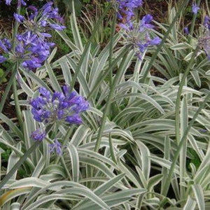 AGAPANTHUS TINKERBELL 2.0L