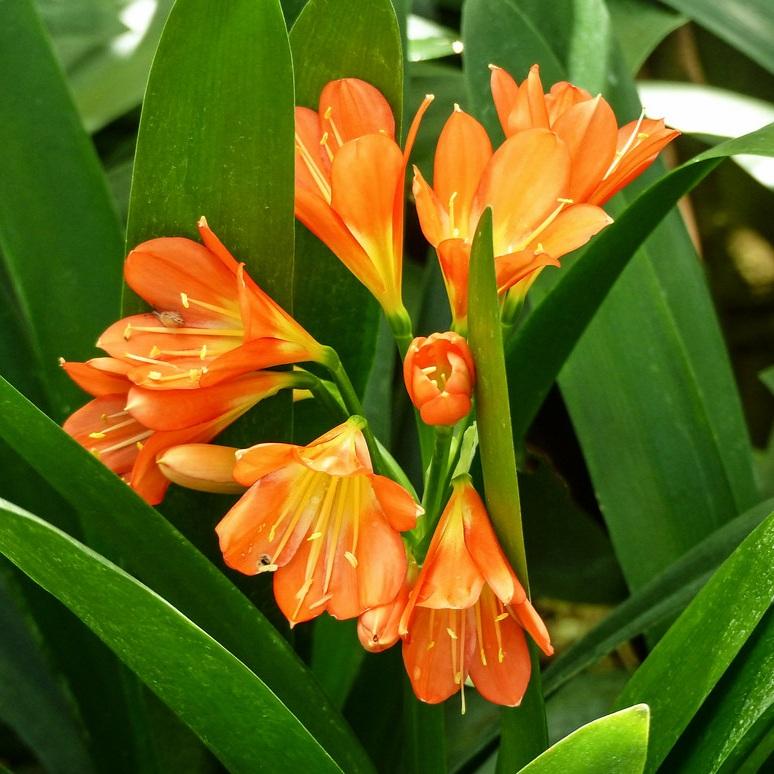 CLIVIA MINIATA 3.3L