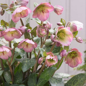 HELLEBORUS MARBLED HANNAHS BLUSH 17CM