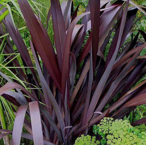 PHORMIUM DARK DELIGHT 3.0L