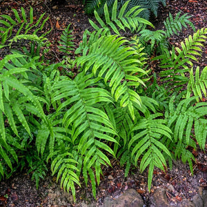 BLECHNUM NOVAE-ZEALANDIAE KIOKIO PB8