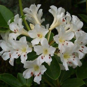 VIREYA RHODODENDRON POPCORN 3.3L