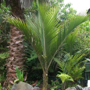 RHOPALOSTYLIS SAPIDA NEW ZEALAND NIKAU PB6.5