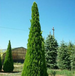 THUJA OCCIDENTALIS PYRAMIDALIS 6.0L